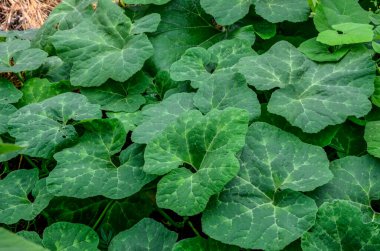 Cucurbita ficifolia yeşillikleri bahçedeki çimlerin üzerinde yatar. Egzotik diyet bitkisi.