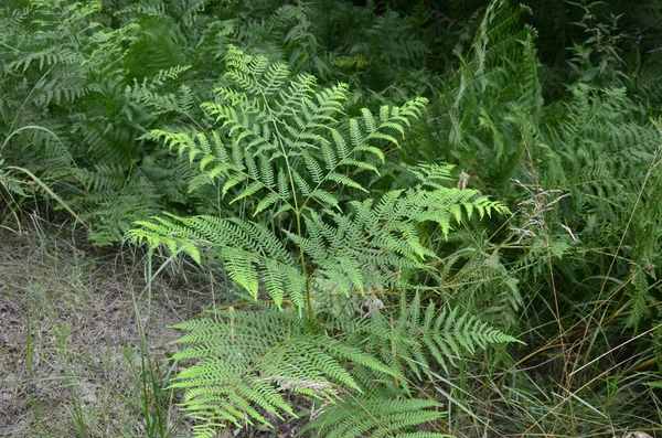 Fresh young leaves of common bracken (eagle fern). Lovely green background for some text or design.