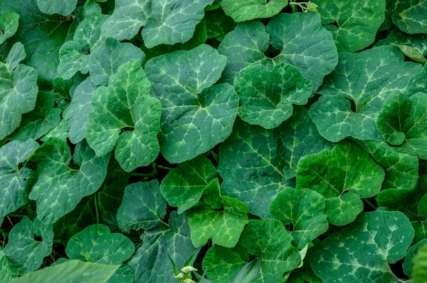 Cucurbita Ficifolia Πράσινα Βρίσκονται Στο Γρασίδι Στον Κήπο Εξωτικό Φυτό — Φωτογραφία Αρχείου