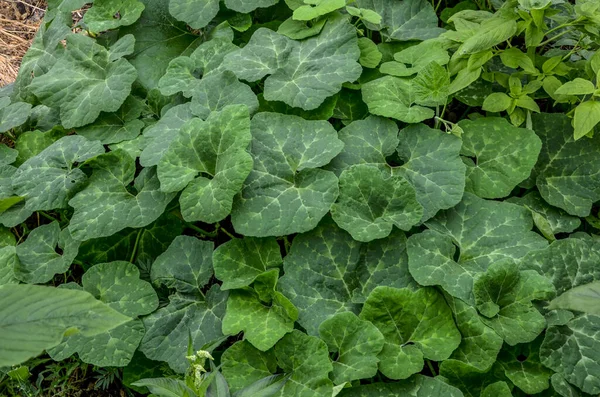 Cucurbita Ficifolia Πράσινα Βρίσκονται Στο Γρασίδι Στον Κήπο Εξωτικό Φυτό — Φωτογραφία Αρχείου