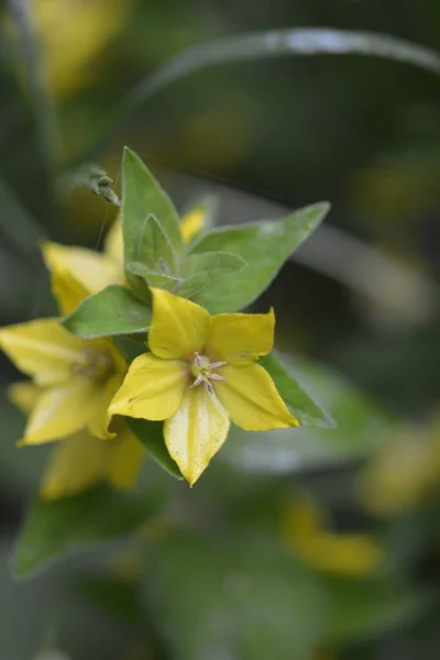 Макро Фото Природа Желтый Lysimachia Vulgaris Цветок Цветок Золотисто Желтого — стоковое фото