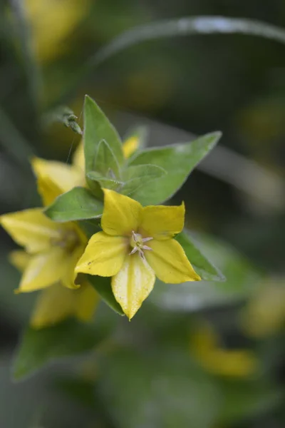 Makrofoto Natur Gelb Lysimachia Vulgaris Blume Textur Hintergrund Pflanze Goldgelb — Stockfoto