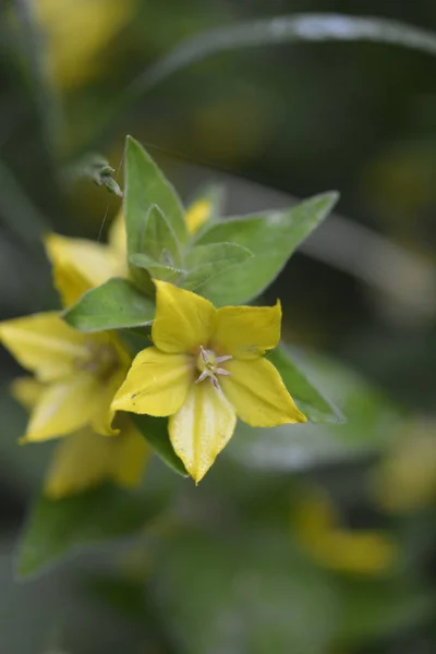 Makrofoto Natur Gelb Lysimachia Vulgaris Blume Textur Hintergrund Pflanze Goldgelb — Stockfoto