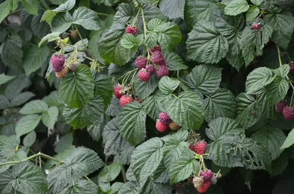 Paesaggio Autunno Lamponi Rossi Maturi Cespuglio Uno Sfondo Fogliame Verde — Foto Stock