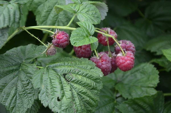 Осінній Пейзаж Ripe Red Raspberries Bush Тлі Зеленого Листя Closeup — стокове фото