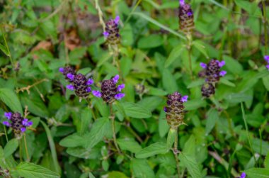 Prunella vulgaris çiçekleri sık sık kendini iyileştirir.