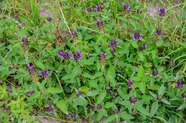 Planta Auto Cicatrizante Comum Prunella Vulgaris Flowering — Fotografia de Stock