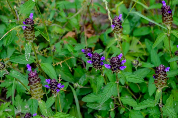 Pianta Comune Autoguarigione Prunella Vulgaris Fioritura — Foto Stock