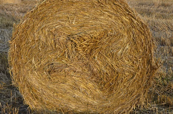 Campo Orzo Raccolto Con Paglia Imballato Grandi Balle Rotonde — Foto Stock