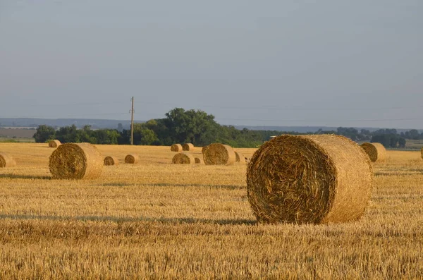 Campo Cebada Cosechada Con Paja Embalada Grandes Fardos Redondos —  Fotos de Stock