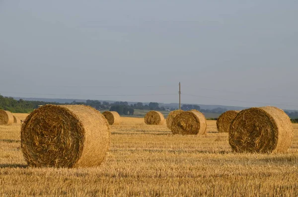 Campo Cevada Colhido Com Palha Enfardada Grandes Fardos Redondos — Fotografia de Stock