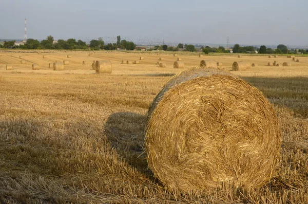 Skördade Kornfält Med Halmbalen Stora Runda Balar — Stockfoto