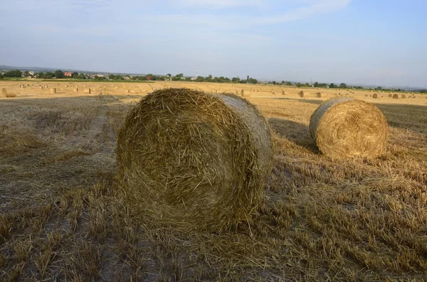 Campo Cebada Cosechada Con Paja Embalada Grandes Fardos Redondos — Foto de Stock