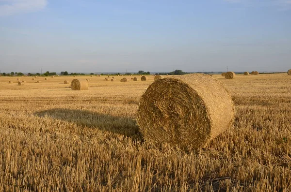 Campo Cebada Cosechada Con Paja Embalada Grandes Fardos Redondos — Foto de Stock