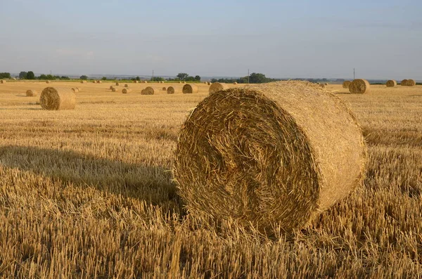 Campo Cebada Cosechada Con Paja Embalada Grandes Fardos Redondos — Foto de Stock