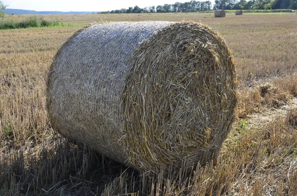 Campo Cevada Colhido Com Palha Enfardada Grandes Fardos Redondos — Fotografia de Stock