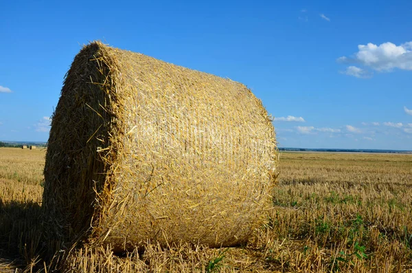 Zbiorcze Pole Jęczmienne Słomą Prasowaną Dużych Bel Okrągłych — Zdjęcie stockowe