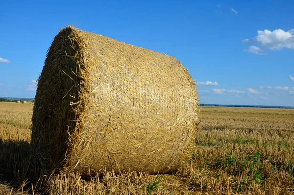 Campo Cebada Cosechada Con Paja Embalada Grandes Fardos Redondos —  Fotos de Stock