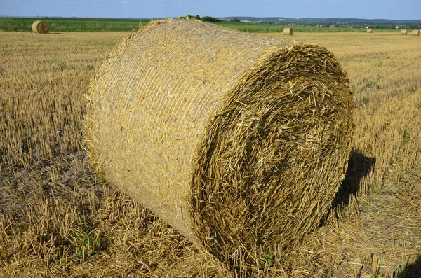 Campo Cebada Cosechada Con Paja Embalada Grandes Fardos Redondos —  Fotos de Stock