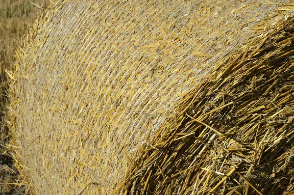 Harvested Barley Field Straw Baled Large Bales — Stock Photo, Image