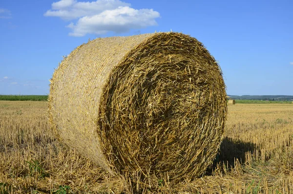 Campo Cebada Cosechada Con Paja Embalada Grandes Fardos Redondos —  Fotos de Stock