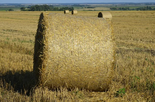 Árpaültetvény Betakarítása Szalmával Nagy Kerek Bálákká Bálázva — Stock Fotó