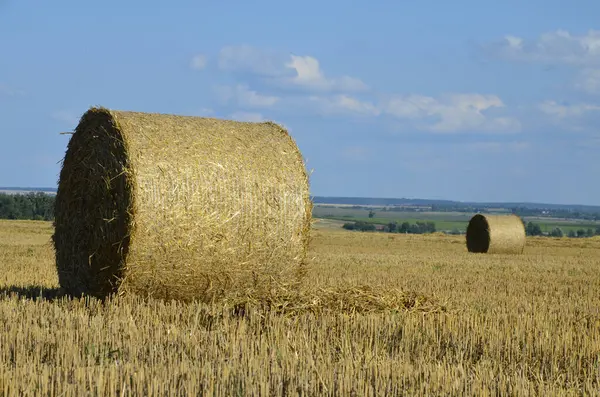 Campo Cebada Cosechada Con Paja Embalada Grandes Fardos Redondos — Foto de Stock