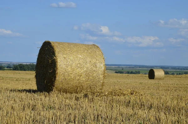 Harvested Barley Field Straw Baled Large Bales — Stock Photo, Image