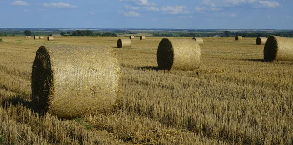 Campo Cevada Colhido Com Palha Enfardada Grandes Fardos Redondos — Fotografia de Stock