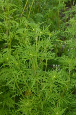 Ragweed çalıları çiçek açıyor. Ambrosia artemisiifolia yaz ve sonbaharda alerji yapıyor. Ambrosia tehlikeli bir ottur. Polenleri çiçek açarken ağızda güçlü bir alerjiye neden olur..