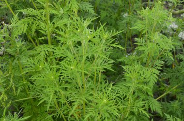Ragweed çalıları çiçek açıyor. Ambrosia artemisiifolia yaz ve sonbaharda alerji yapıyor. Ambrosia tehlikeli bir ottur. Polenleri çiçek açarken ağızda güçlü bir alerjiye neden olur..