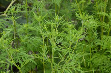 Ragweed çalıları çiçek açıyor. Ambrosia artemisiifolia yaz ve sonbaharda alerji yapıyor. Ambrosia tehlikeli bir ottur. Polenleri çiçek açarken ağızda güçlü bir alerjiye neden olur..