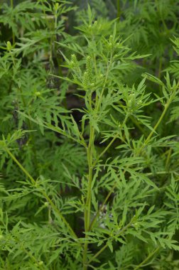 Ragweed çalıları çiçek açıyor. Ambrosia artemisiifolia yaz ve sonbaharda alerji yapıyor. Ambrosia tehlikeli bir ottur. Polenleri çiçek açarken ağızda güçlü bir alerjiye neden olur..