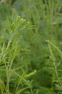Ragweed çalıları çiçek açıyor. Ambrosia artemisiifolia yaz ve sonbaharda alerji yapıyor. Ambrosia tehlikeli bir ottur. Polenleri çiçek açarken ağızda güçlü bir alerjiye neden olur..