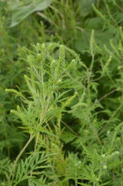 Ragweed çalıları çiçek açıyor. Ambrosia artemisiifolia yaz ve sonbaharda alerji yapıyor. Ambrosia tehlikeli bir ottur. Polenleri çiçek açarken ağızda güçlü bir alerjiye neden olur..