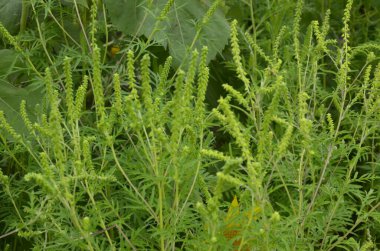 Ragweed çalıları çiçek açıyor. Ambrosia artemisiifolia yaz ve sonbaharda alerji yapıyor. Ambrosia tehlikeli bir ottur. Polenleri çiçek açarken ağızda güçlü bir alerjiye neden olur..