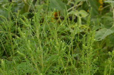 Ragweed çalıları çiçek açıyor. Ambrosia artemisiifolia yaz ve sonbaharda alerji yapıyor. Ambrosia tehlikeli bir ottur. Polenleri çiçek açarken ağızda güçlü bir alerjiye neden olur..