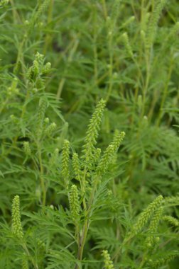 Ragweed çalıları çiçek açıyor. Ambrosia artemisiifolia yaz ve sonbaharda alerji yapıyor. Ambrosia tehlikeli bir ottur. Polenleri çiçek açarken ağızda güçlü bir alerjiye neden olur..