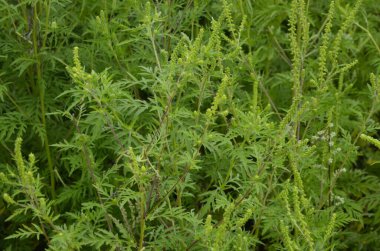 Ragweed çalıları çiçek açıyor. Ambrosia artemisiifolia yaz ve sonbaharda alerji yapıyor. Ambrosia tehlikeli bir ottur. Polenleri çiçek açarken ağızda güçlü bir alerjiye neden olur..