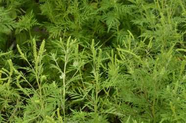 Ragweed çalıları çiçek açıyor. Ambrosia artemisiifolia yaz ve sonbaharda alerji yapıyor. Ambrosia tehlikeli bir ottur. Polenleri çiçek açarken ağızda güçlü bir alerjiye neden olur..