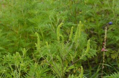 Ragweed çalıları çiçek açıyor. Ambrosia artemisiifolia yaz ve sonbaharda alerji yapıyor. Ambrosia tehlikeli bir ottur. Polenleri çiçek açarken ağızda güçlü bir alerjiye neden olur..