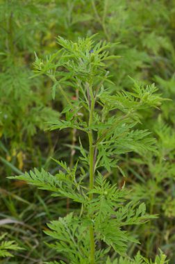 Ragweed çalıları çiçek açıyor. Ambrosia artemisiifolia yaz ve sonbaharda alerji yapıyor. Ambrosia tehlikeli bir ottur. Polenleri çiçek açarken ağızda güçlü bir alerjiye neden olur..