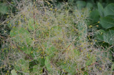 Cotinus coggygria, Rhus cotinus, Avrupa grevleri, Avrasya dumanı, duman ağacı, Venedik sumatı veya boyası olarak da bilinir..