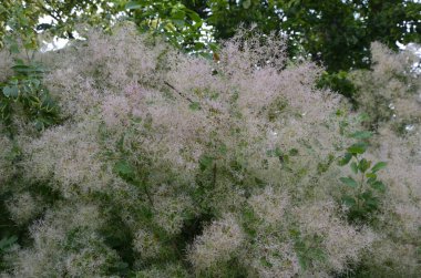 Cotinus coggygria, Rhus cotinus, Avrupa grevleri, Avrasya dumanı, duman ağacı, Venedik sumatı veya boyası olarak da bilinir..
