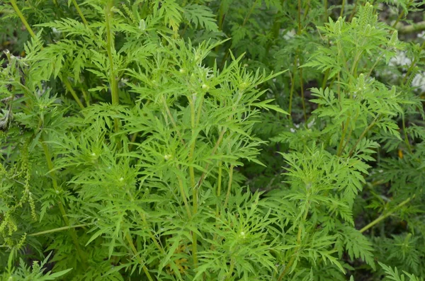 Arbustos Ambrosía Floreciendo Ambrosia Artemisiifolia Que Causa Alergia Verano Otoño — Foto de Stock