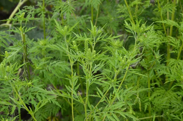 Ragweed Keře Kvetou Ambrosia Artemisiifolia Způsobuje Alergii Létě Podzim Ambrosie — Stock fotografie