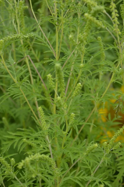 Kwitnące Krzaki Chwastów Ambrosia Artemisiifolia Powodująca Alergię Latem Jesienią Ambrozja — Zdjęcie stockowe