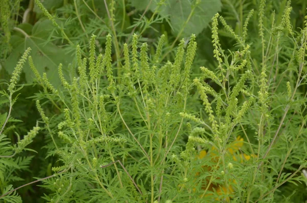 Arbustos Ambrosía Floreciendo Ambrosia Artemisiifolia Que Causa Alergia Verano Otoño — Foto de Stock