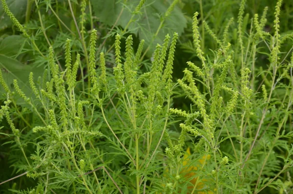 Ragweed Sträucher Blühen Ambrosia Artemisiifolia Verursacht Sommer Und Herbst Allergien — Stockfoto