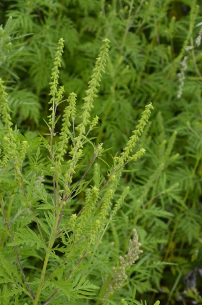 Kwitnące Krzaki Chwastów Ambrosia Artemisiifolia Powodująca Alergię Latem Jesienią Ambrozja — Zdjęcie stockowe